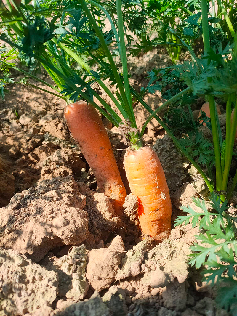 Carottes à la ferme de Kernarhant