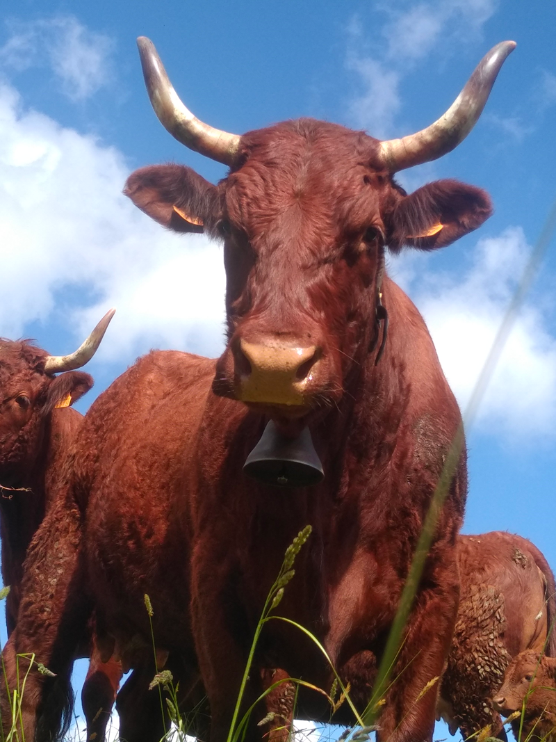 viande bovine en vente directe à la ferme