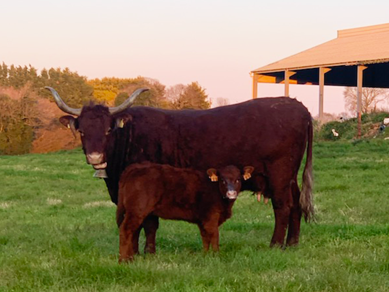 viande en vente directe à la ferme de Kernarhant dans les côtes d'armor