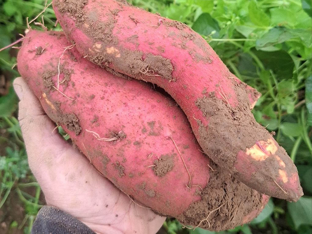 legume ferme plouézec9 Légumes à la ferme à plouézec
